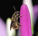 Lasioglossum bruneri - photo 4