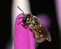 Lasioglossum bruneri - photo 5