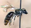 Lasioglossum cattellae