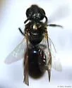 Lasioglossum cattellae - photo 2