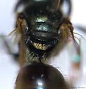 Lasioglossum cattellae - photo 3
