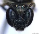 Lasioglossum cattellae - photo 4