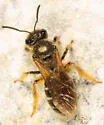 Lasioglossum cinctipes