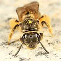 Lasioglossum cinctipes - photo 2
