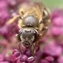 Lasioglossum cinctipes - photo 3