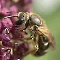 Lasioglossum cinctipes - photo 4