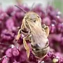 Lasioglossum cinctipes - photo 5