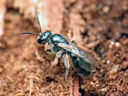 Lasioglossum coeruleum