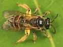 Lasioglossum coriaceum