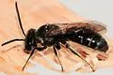 Lasioglossum coriaceum - photo 2