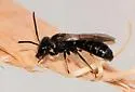 Lasioglossum coriaceum - photo 3