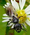 Lasioglossum coriaceum - photo 4