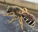 Lasioglossum coriaceum - photo 5