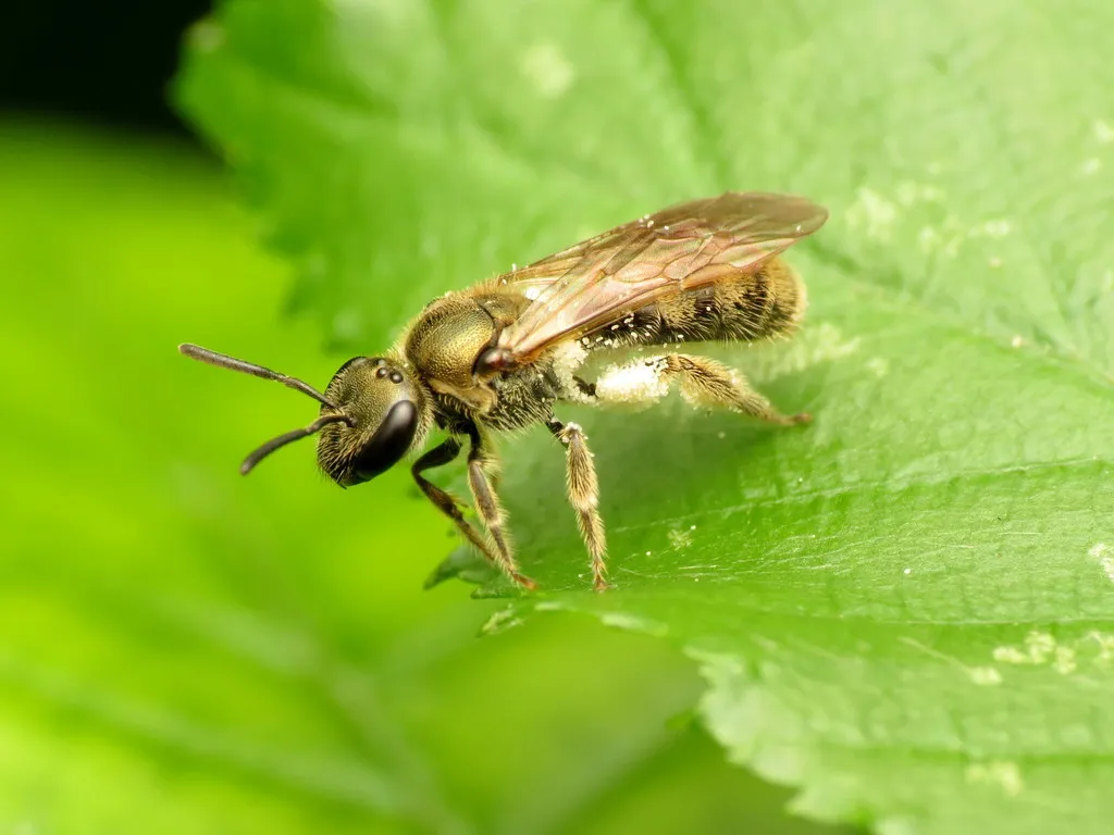 Lasioglossum cressonii - photo 2