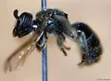 Nightmarish Metallic-Sweat Bee