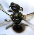 Nightmarish Metallic-Sweat Bee - photo 2