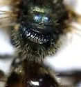 Nightmarish Metallic-Sweat Bee - photo 3