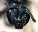 Nightmarish Metallic-Sweat Bee - photo 4