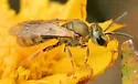 Lasioglossum floridanum