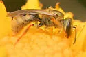 Lasioglossum floridanum - photo 2