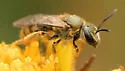 Lasioglossum floridanum - photo 3
