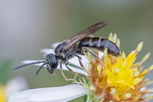 Lasioglossum fuscipenne - Lasioglossum fuscipenne