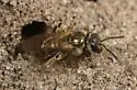 Lasioglossum gotham - Lasioglossum gotham