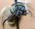 Lasioglossum hitchensi