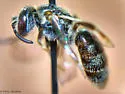 Lasioglossum hitchensi - photo 2
