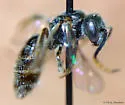 Lasioglossum hitchensi - photo 3
