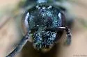 Lasioglossum hitchensi - photo 4