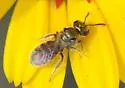 Lasioglossum imbrex - Lasioglossum imbrex