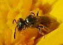 Lasioglossum imbrex - photo 2