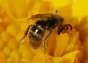 Lasioglossum imbrex - photo 3