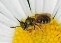 Lasioglossum imbrex - photo 4