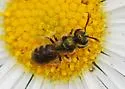 Lasioglossum imbrex - photo 5