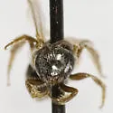 Lasioglossum imitatum