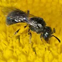 Lasioglossum imitatum - photo 2