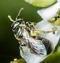 Lasioglossum imitatum - photo 3