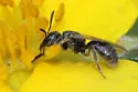 Lasioglossum imitatum - photo 4