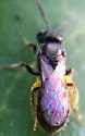 Lasioglossum imitatum - photo 5