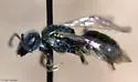Lasioglossum katherineae