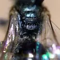 Lasioglossum katherineae - photo 3