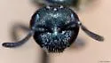 Lasioglossum katherineae - photo 4