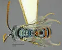 Lasioglossum kunzei