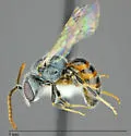 Lasioglossum kunzei - photo 3