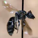 Lasioglossum laevissimum