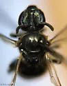 Lasioglossum laevissimum - photo 2