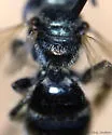 Lasioglossum laevissimum - photo 3