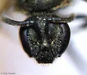 Lasioglossum laevissimum - photo 4